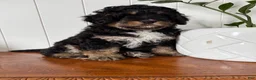 Mini Bernedoodle dogs for sale: Teddy - Ad 6