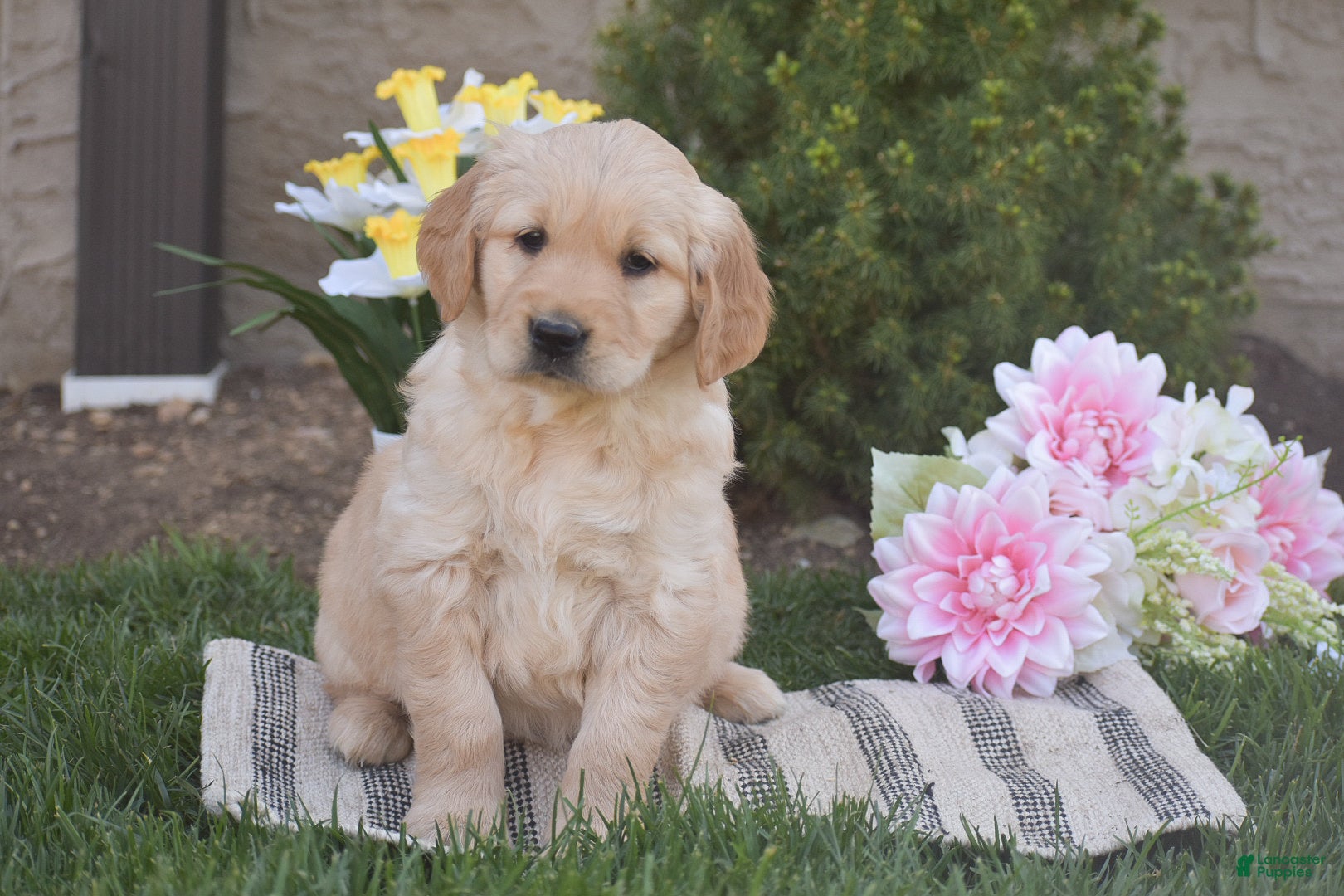 Golden Retriever dogs Madison - Ad 1