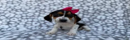 Beagle dogs for sale: Velma - Ad 1
