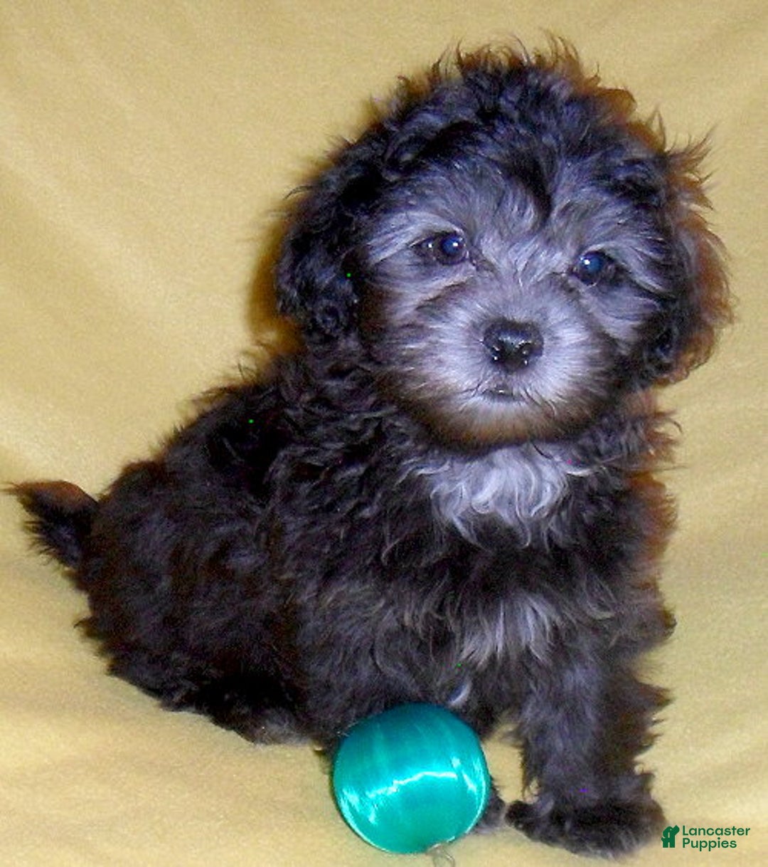 Shihpoo dogs for sale: Shadow - Ad 1
