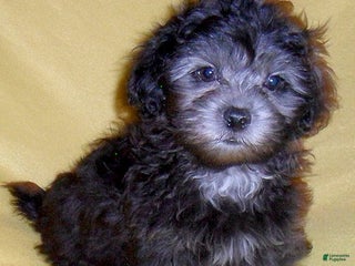 Shihpoo dogs Shadow - Ad 16
