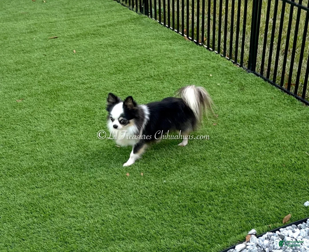 Chihuahua dogs for sale: Chihuahua Puppy 2 - Ad 3