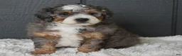 Mini Bernedoodle dogs for sale: Jester F1b - Ad 13