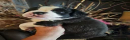 Frenchton dogs for sale: Oreo - Ad 6