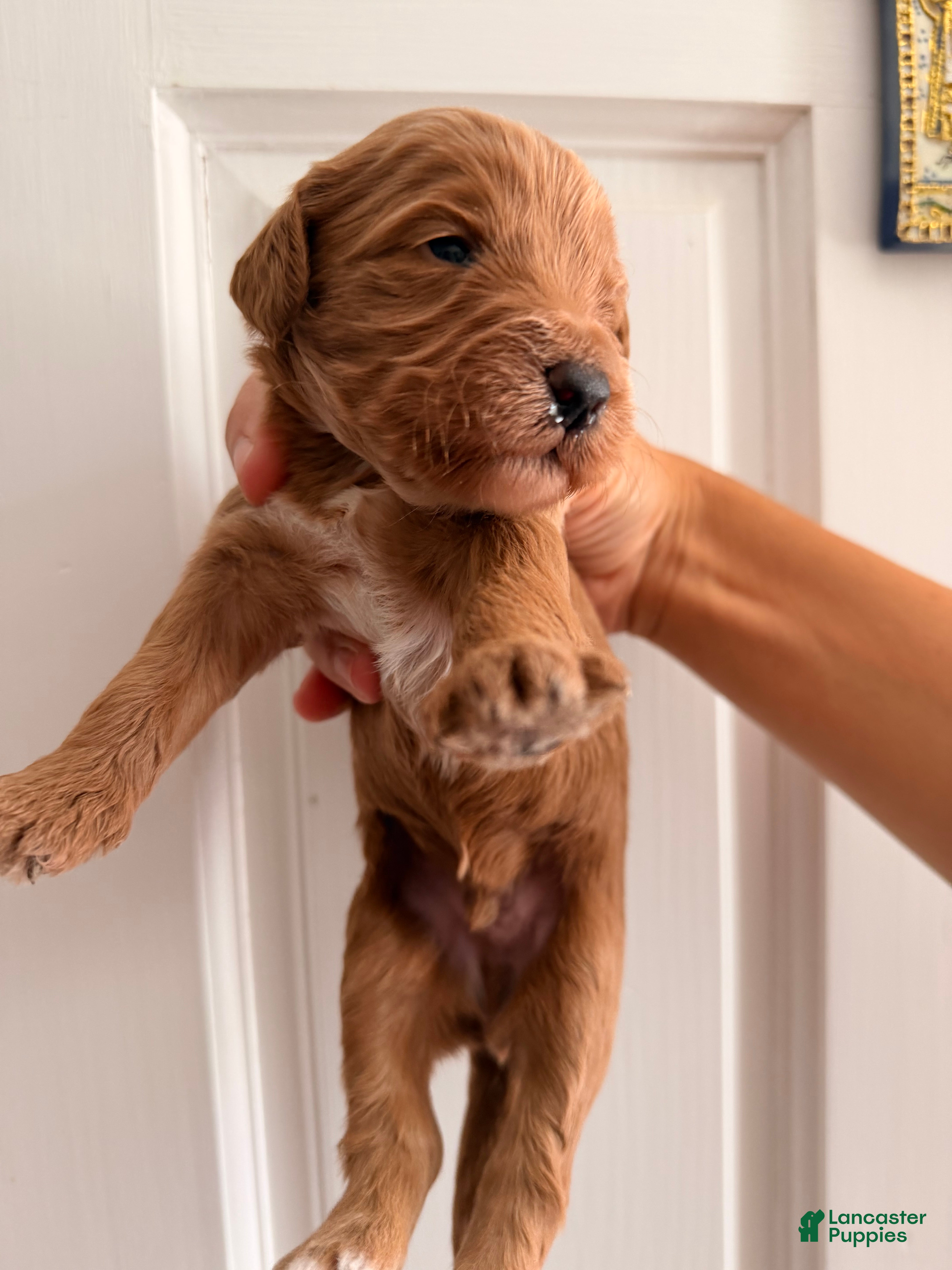 Goldendoodle dogs Copper  - Ad 10