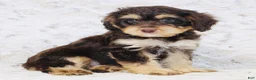 Cavapoo dogs for sale: Sparky - Ad 3