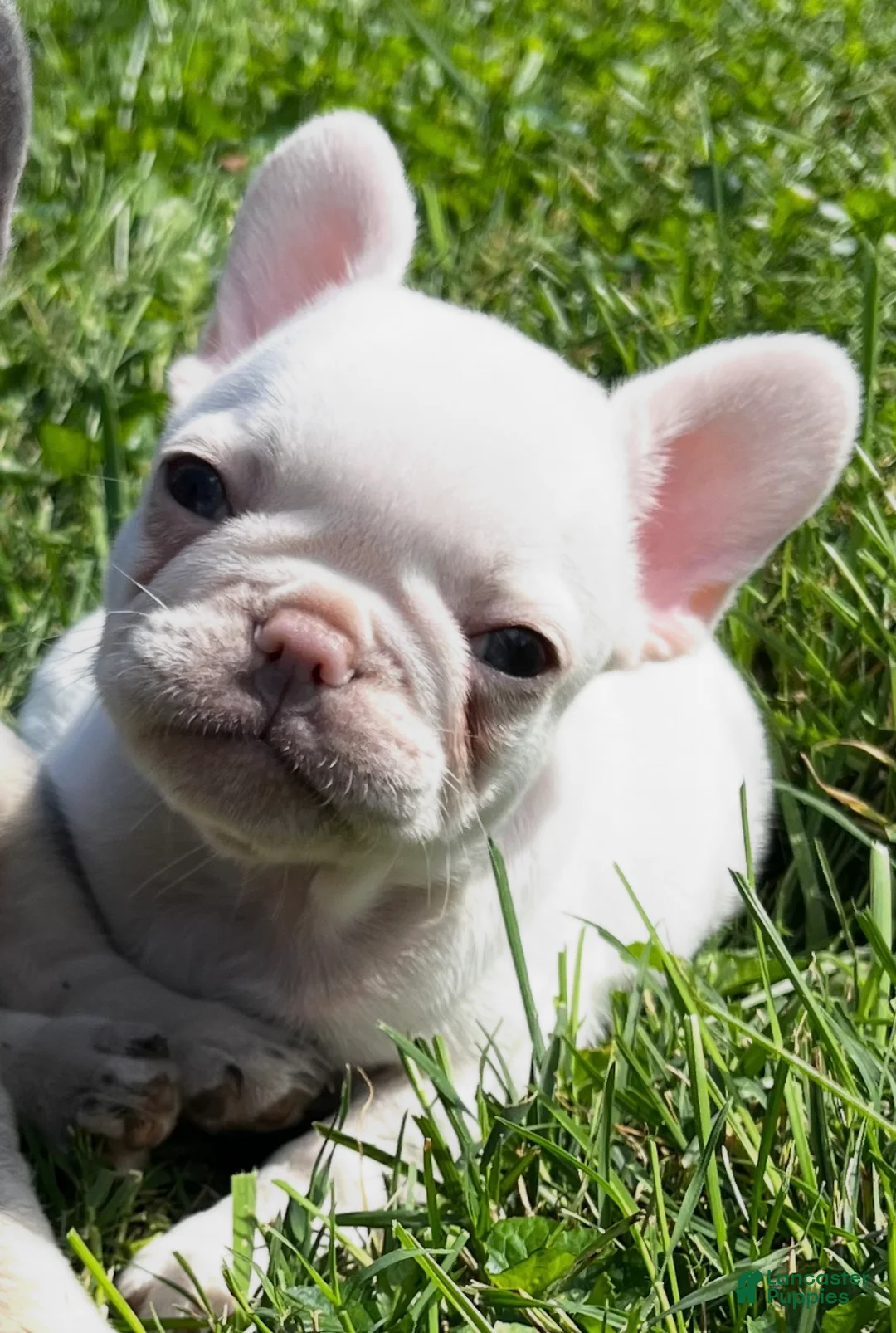 French Bulldog dogs for sale: French Bulldog 5 Chia - Ad 1