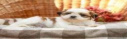 Shih Tzu dogs for sale: Anthony - Ad 5