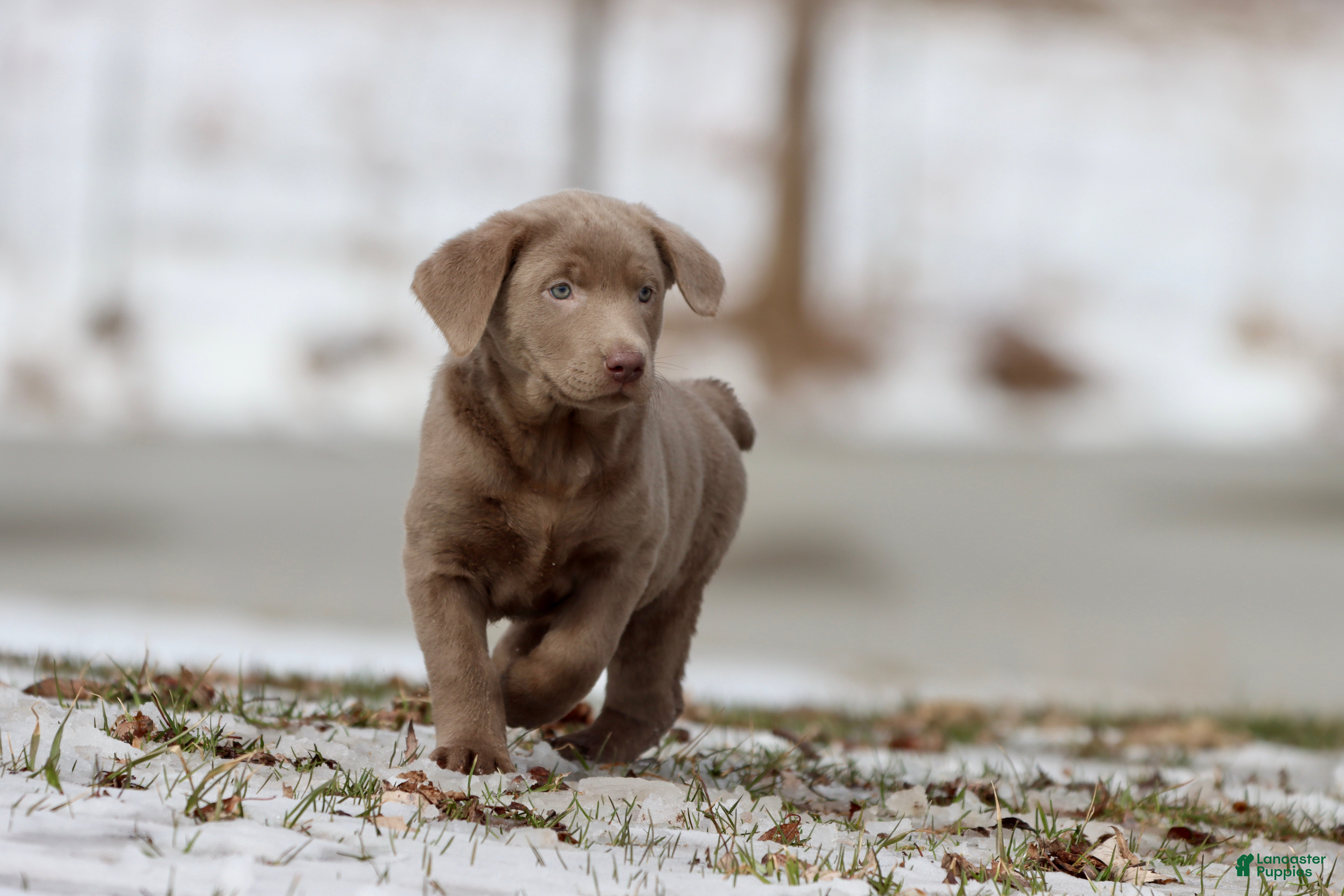 Labrador Retriever dogs Fanta  - Ad 38