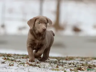 Labrador Retriever dogs Fanta - Ad 38