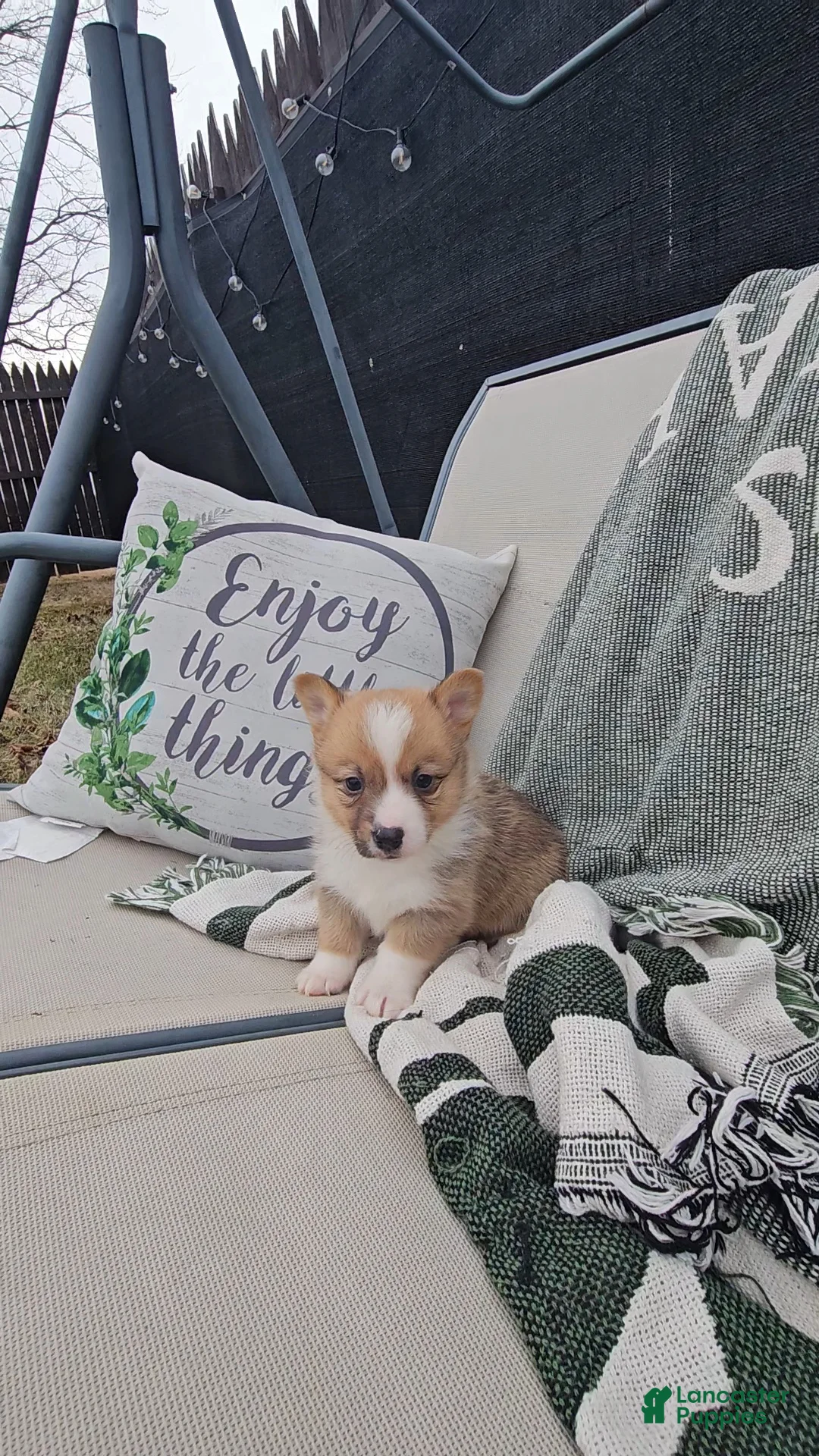 Mixed Breed dogs for sale: Reggie - Ad 3