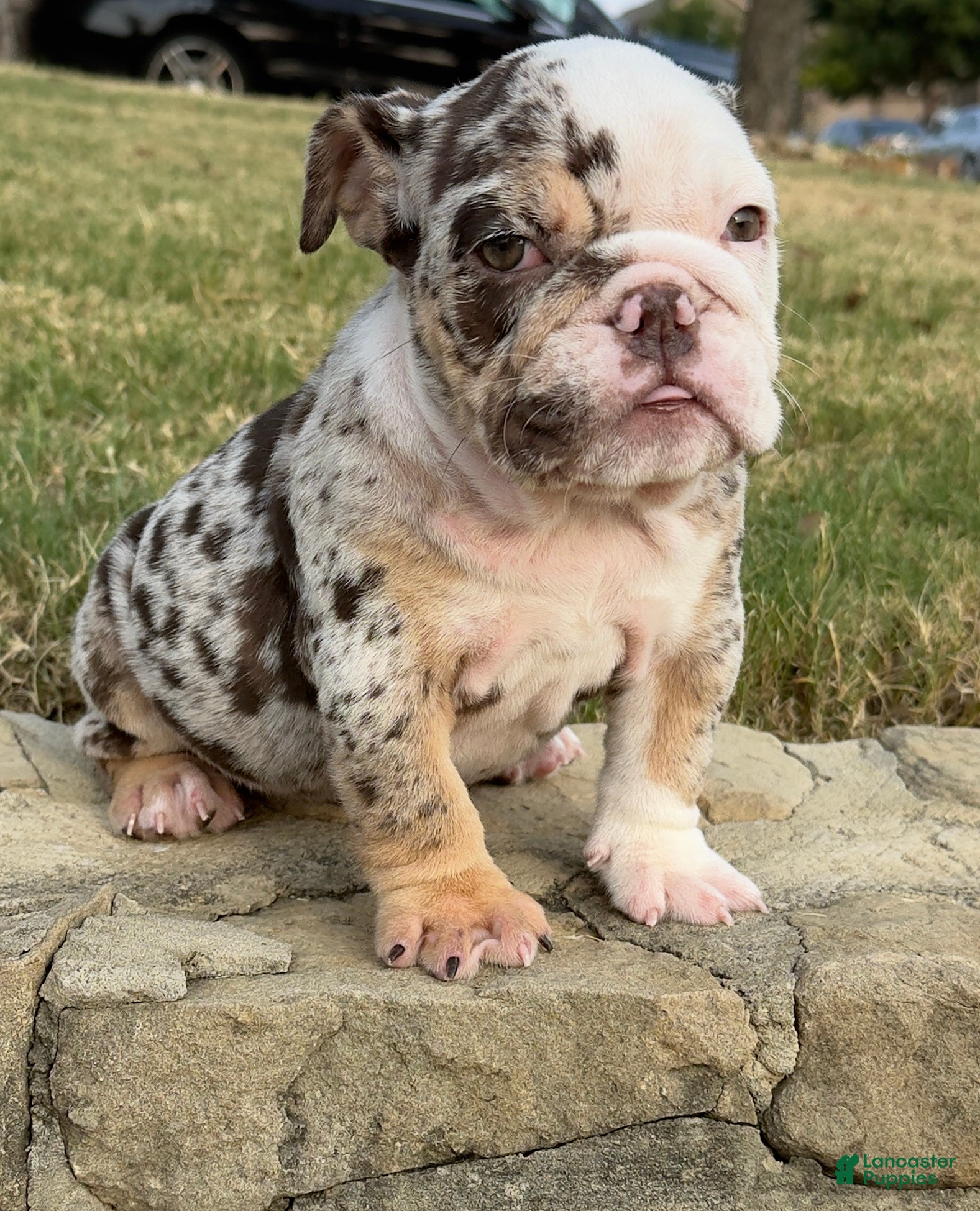 English Bulldog dogs TRIXX CHOCOLATE - English Bulldog  - Ad 2
