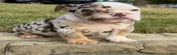 English Bulldog dogs for sale: TRIXX CHOCOLATE - English Bulldog  - Ad 2