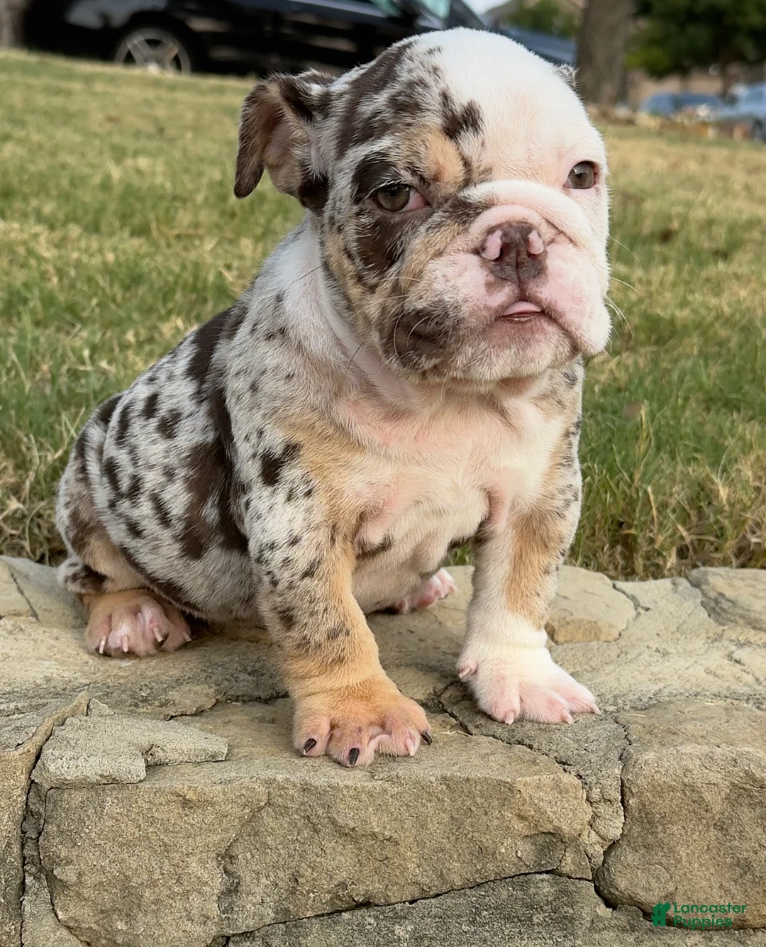 English Bulldog dogs for sale: TRIXX CHOCOLATE - English Bulldog  - Ad 2