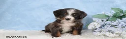 Mini Bernedoodle dogs for sale: Sophia - Ad 5