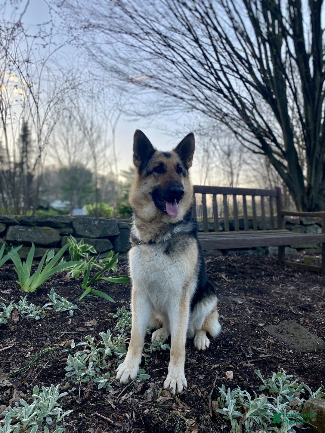 German Shepherd dogs for sale: German Shepherd Puppy 1 - Ad 8