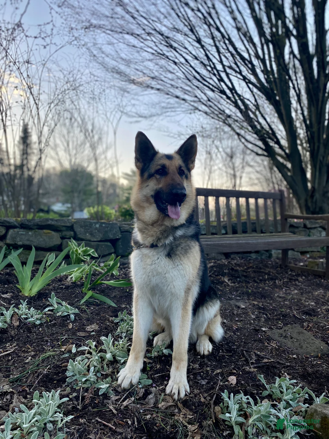 German Shepherd dogs for sale: German Shepherd Puppy 1 - Ad 8