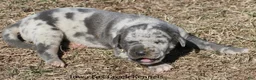 Great Dane dogs for sale: Hayley - Ad 4