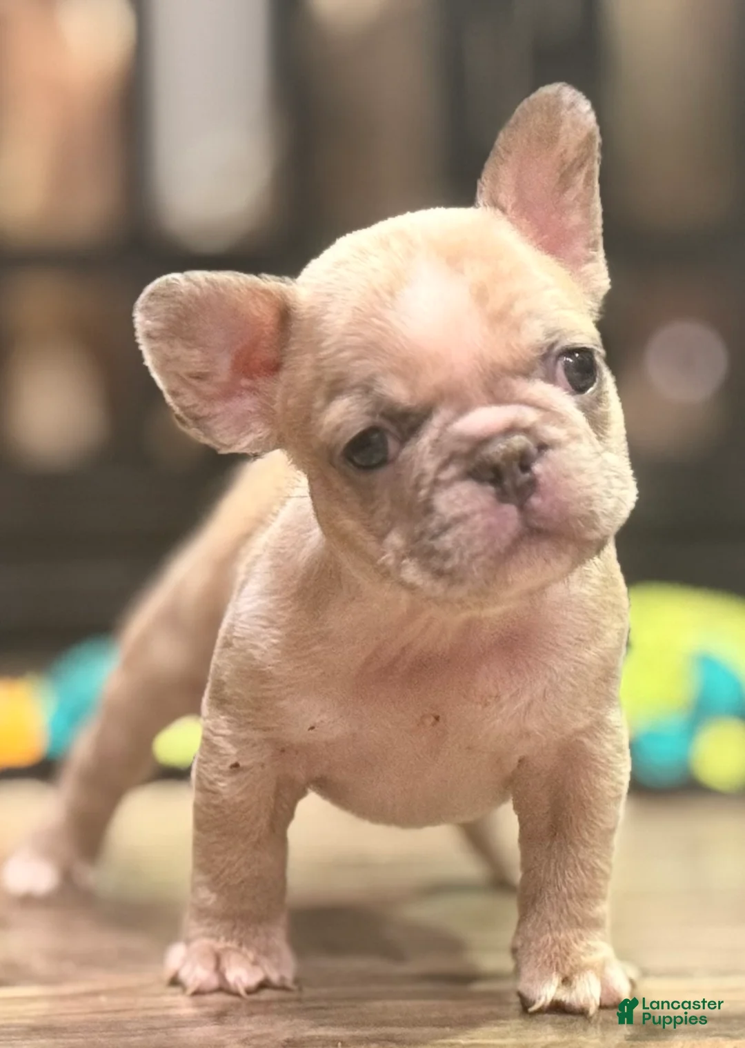 French Bulldog dogs for sale: Circles - Ad 1