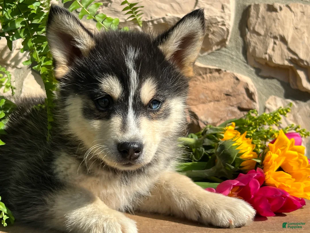 Pomsky dogs for sale: Ellie - Ad 2
