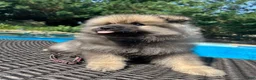 Keeshond dogs for sale: Nala - Ad 3