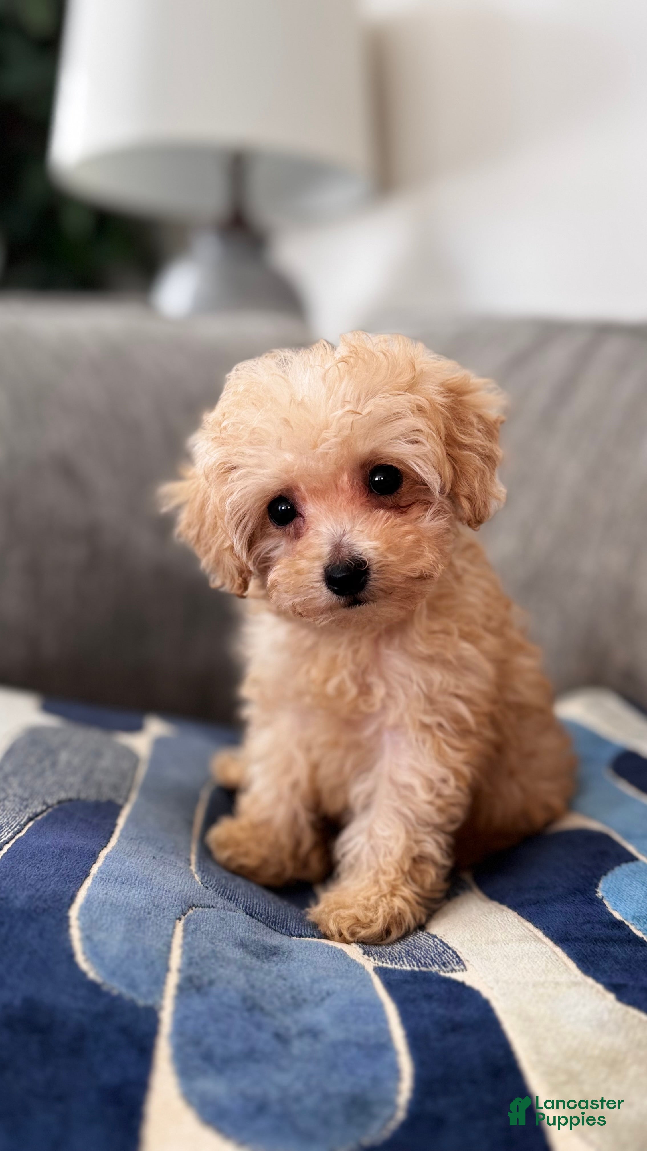 Toy Poodle dogs Toy Poodle Puppy 2 - Ad 2