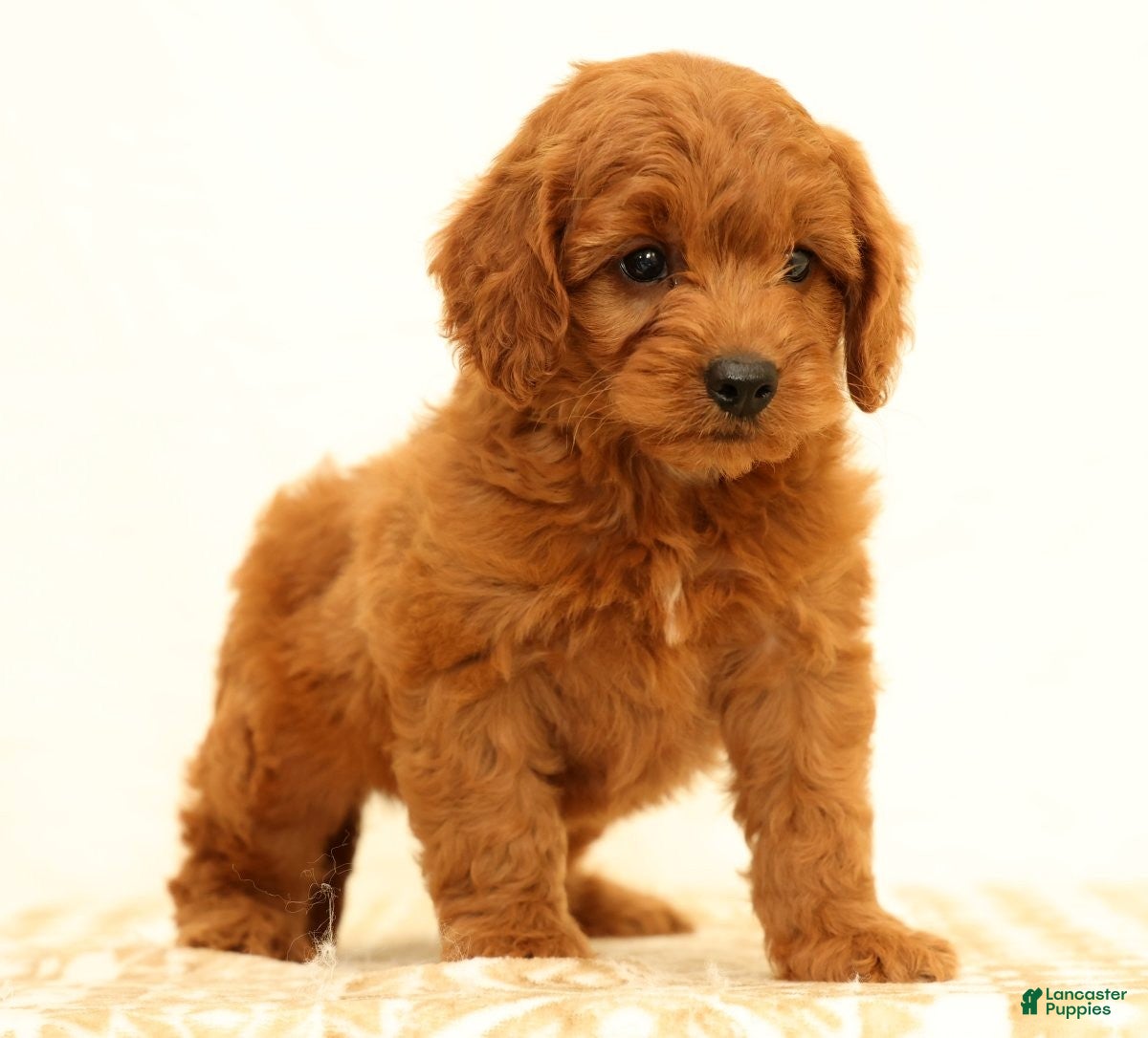 Mini Goldendoodle dogs Klondike - Ad 2