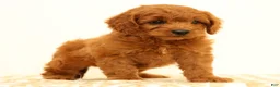 Mini Goldendoodle dogs for sale: Klondike - Ad 2