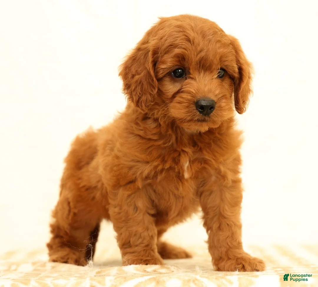 Mini Goldendoodle dogs for sale: Klondike - Ad 2