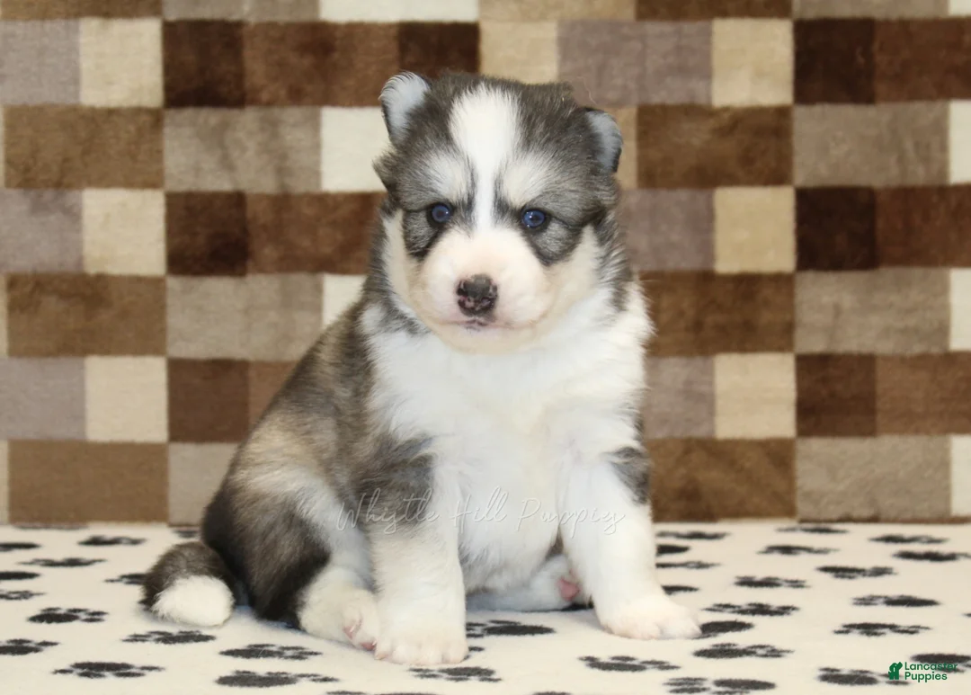 Pomsky dogs for sale: Winston - Ad 1