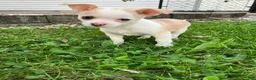 Chihuahua dogs for sale: Akc Marie - Ad 2