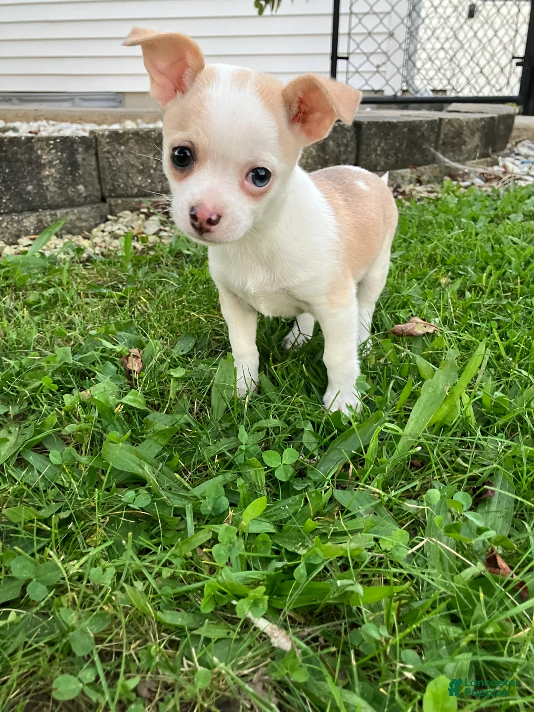 Chihuahua dogs for sale: Akc Marie - Ad 2