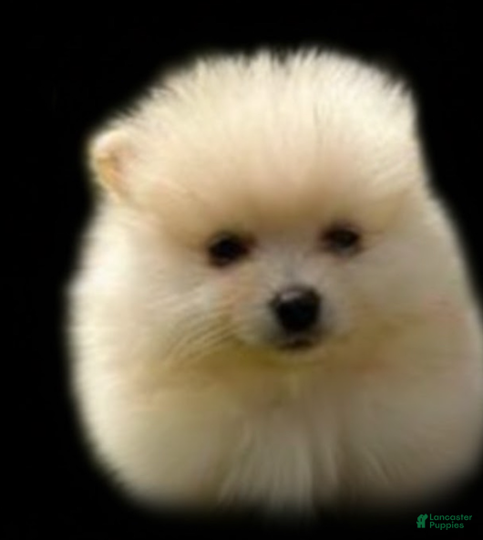 Pomeranian dogs Pomeranian Girl 2 - Ad 12