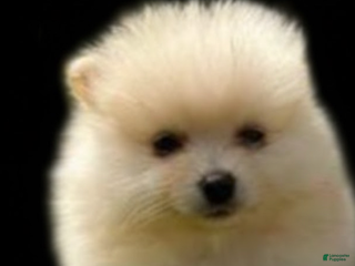 Pomeranian dogs Pomeranian Girl 2 - Ad 12
