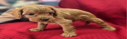 Cavapoo dogs for sale: Grub - Ad 19
