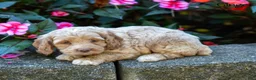 Cockapoo dogs for sale: Ginger - Ad 5