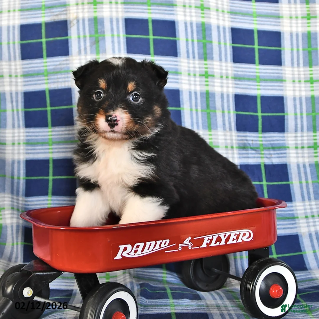 Australian Shepherd dogs for sale: Sage - Ad 1