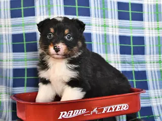 Australian Shepherd dogs Sage - Ad 4