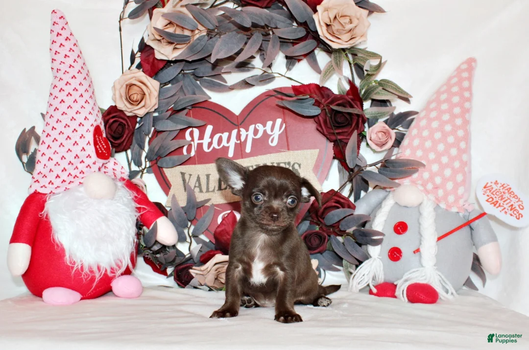 Chihuahua dogs for sale: Innis - Ad 1