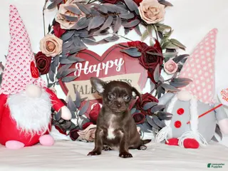 Chihuahua dogs Innis - Ad 19