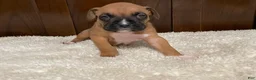 Boxer dogs for sale: Jax - Ad 10