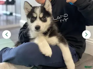Siberian Husky dogs Willow - Ad 35