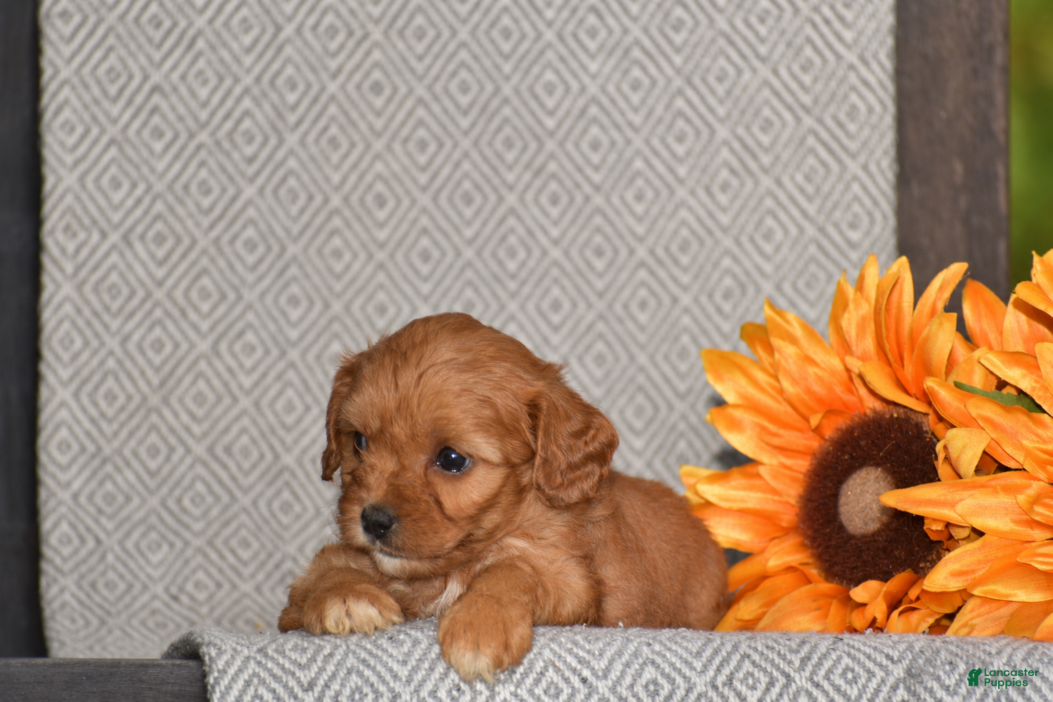 Cavapoo dogs Alta - Ad 2