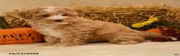 Maltipoo dogs for sale: Jubal - Ad 4