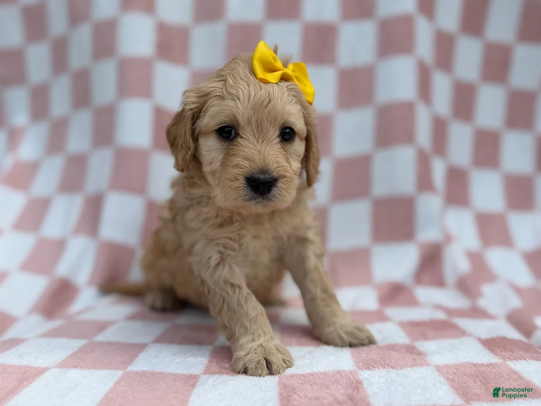 Goldendoodle dogs for sale: Betty - Ad 2