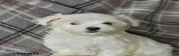 Maltese dogs for sale: Pearl - Ad 3
