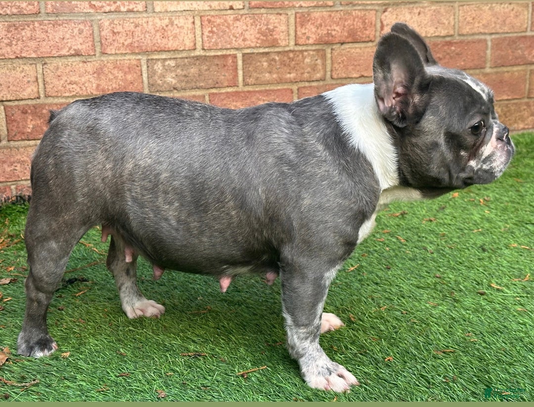 French Bulldog dogs for sale: Saint - Ad 6