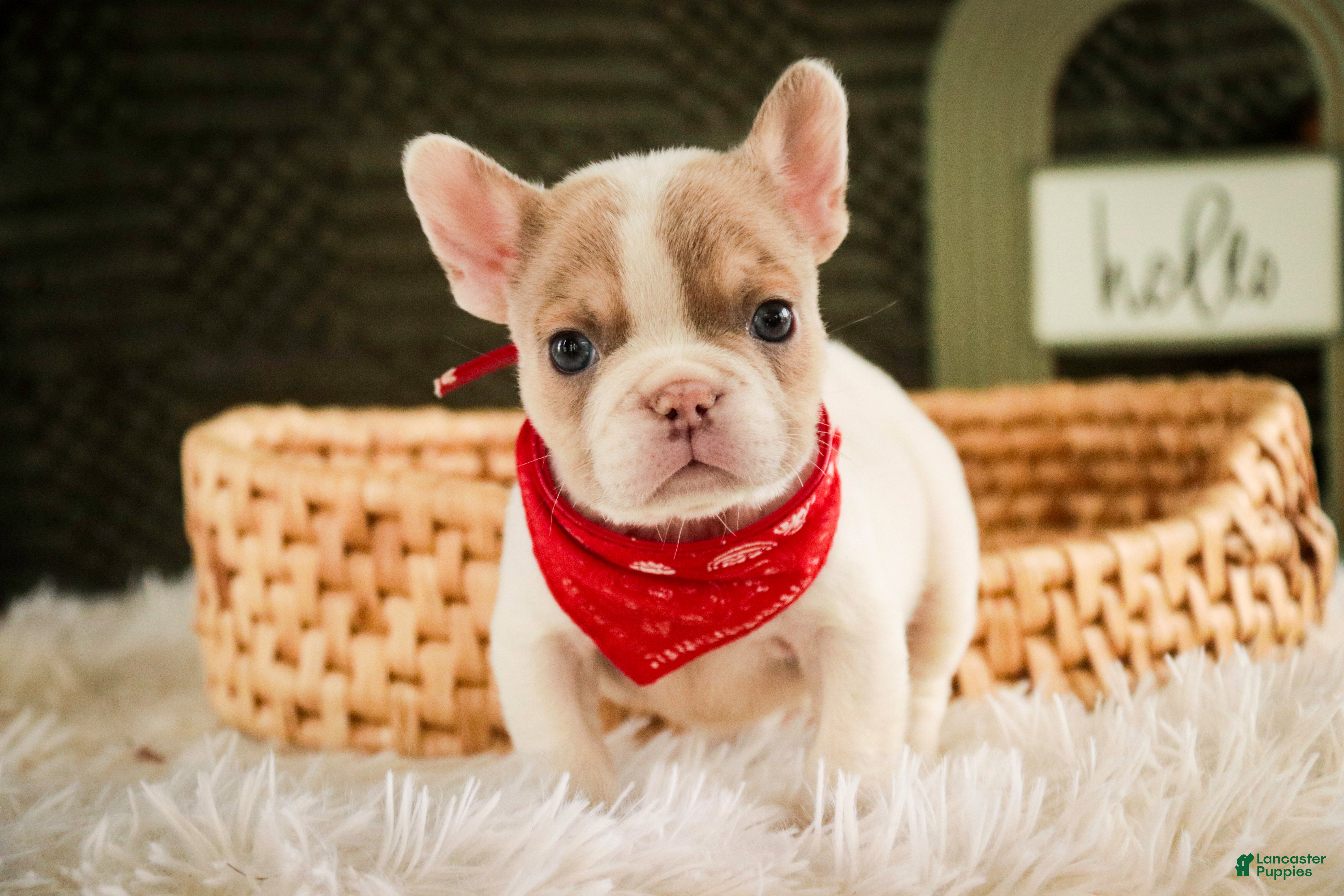 French Bulldog dogs Romeo - Ad 1