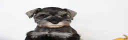 Miniature Schnauzer dogs for sale: Darla - Ad 4