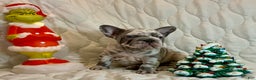 French Bulldog dogs for sale: Garmin - Ad 9
